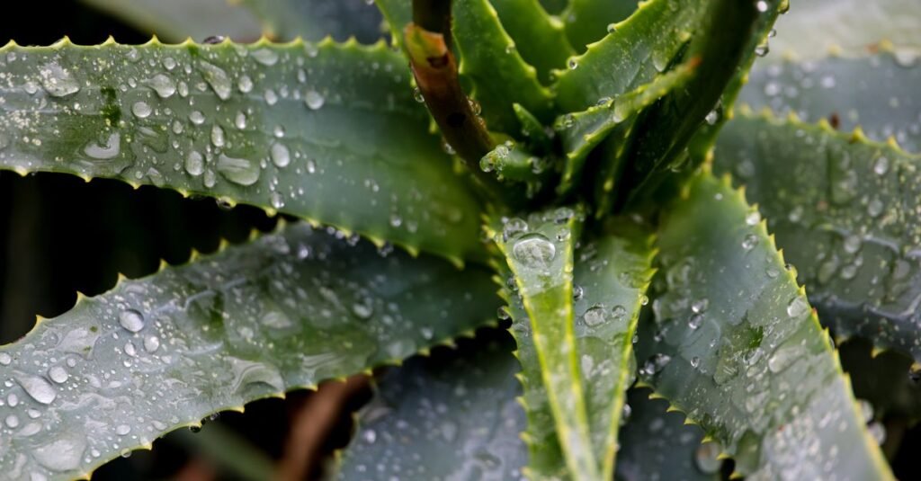 Dew-covered aloe leaves in close-up