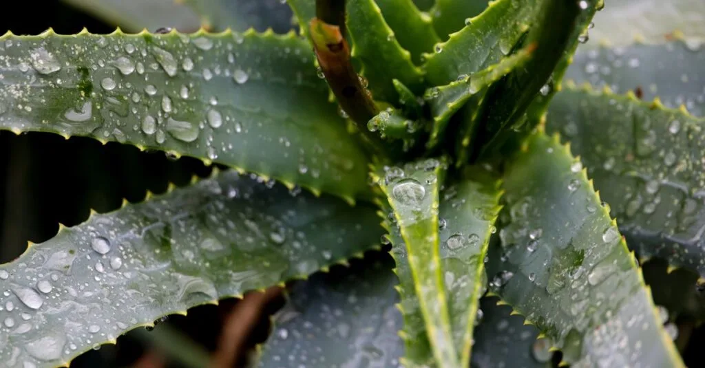Dew-covered aloe leaves in close-up